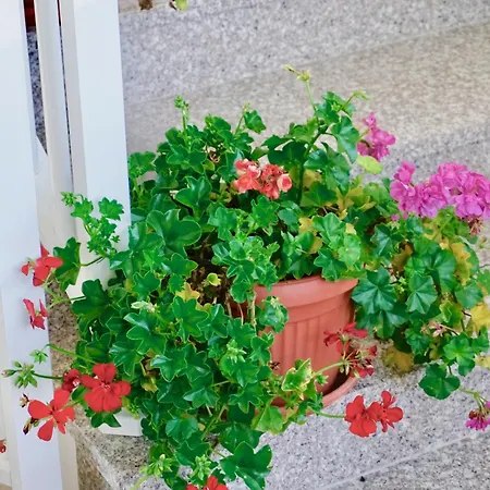 Rosette Trogir Apartamento
