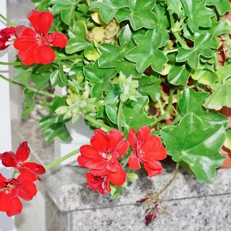 Rosette Trogir Seget Vranjica